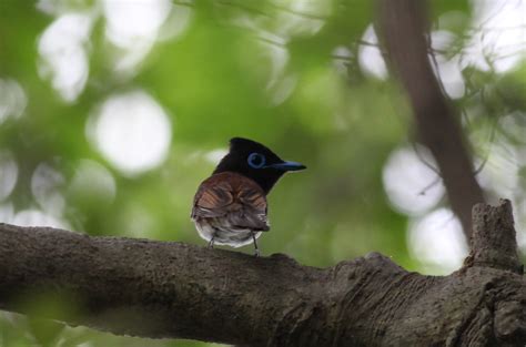 三鳥|サンコウチョウ｜日本の鳥百科｜サントリーの愛鳥活